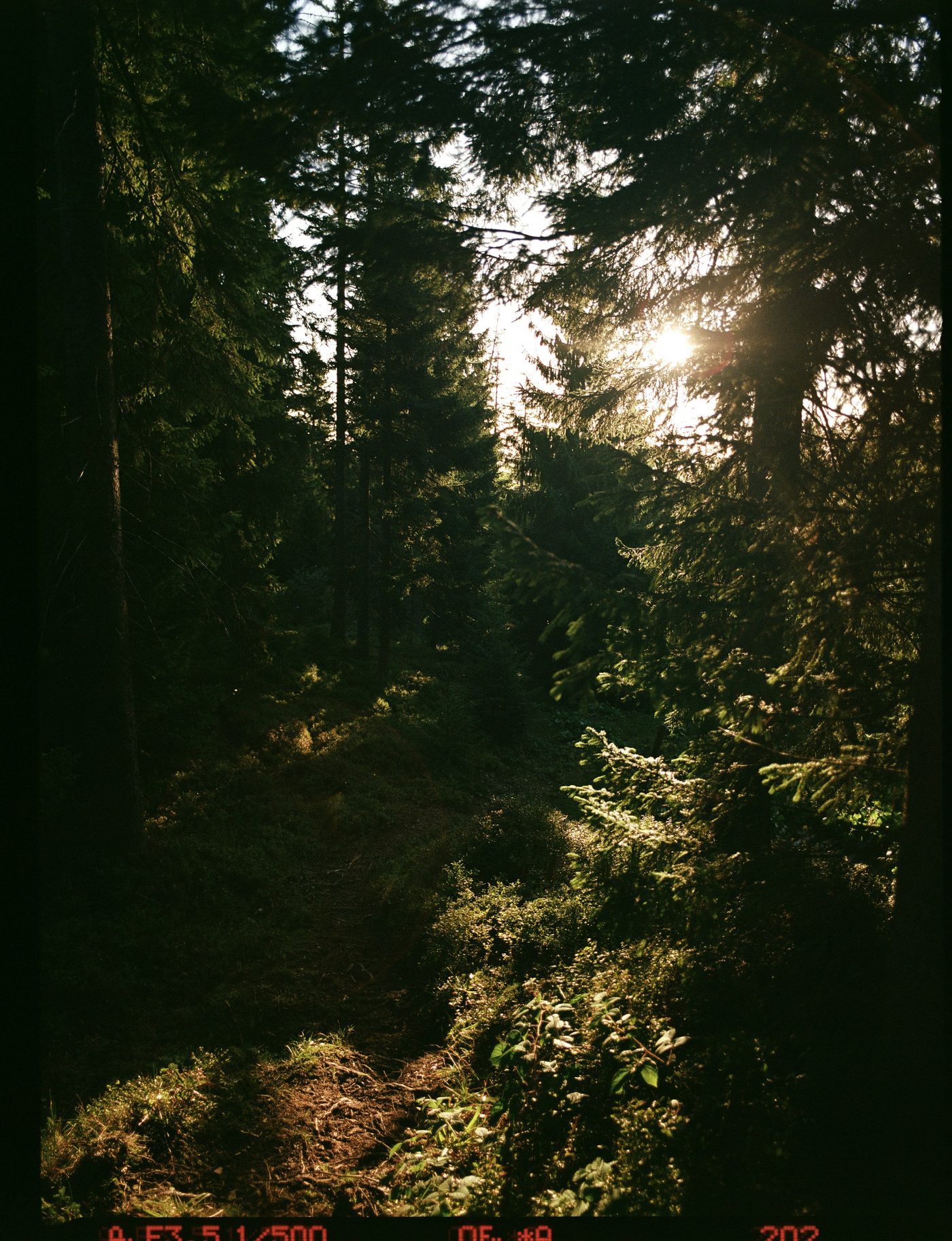 Sunlight through dense forest trees