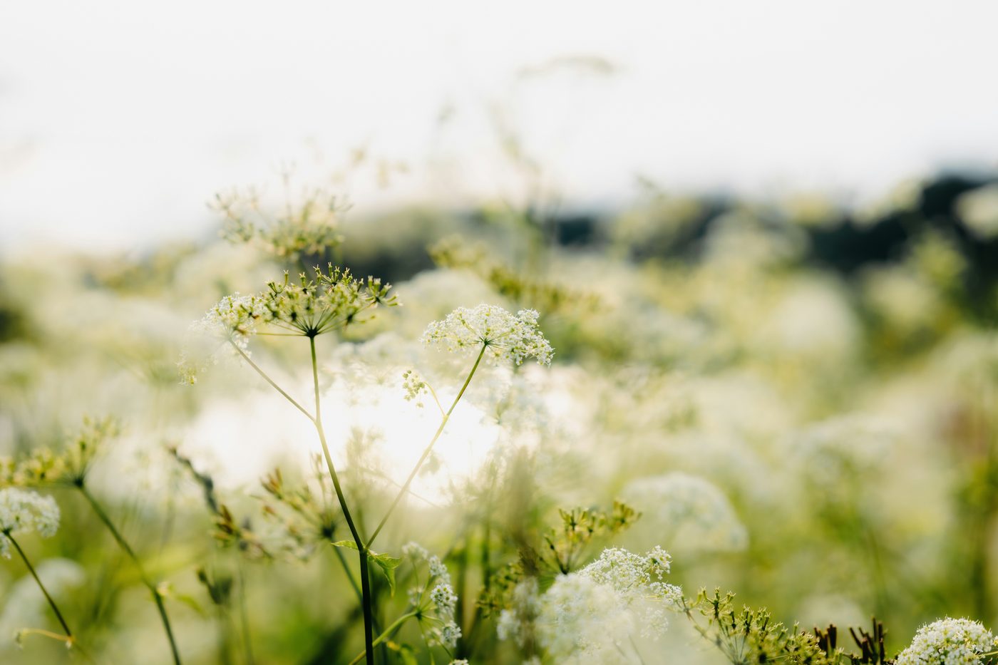 A field of wildflowers in soft light